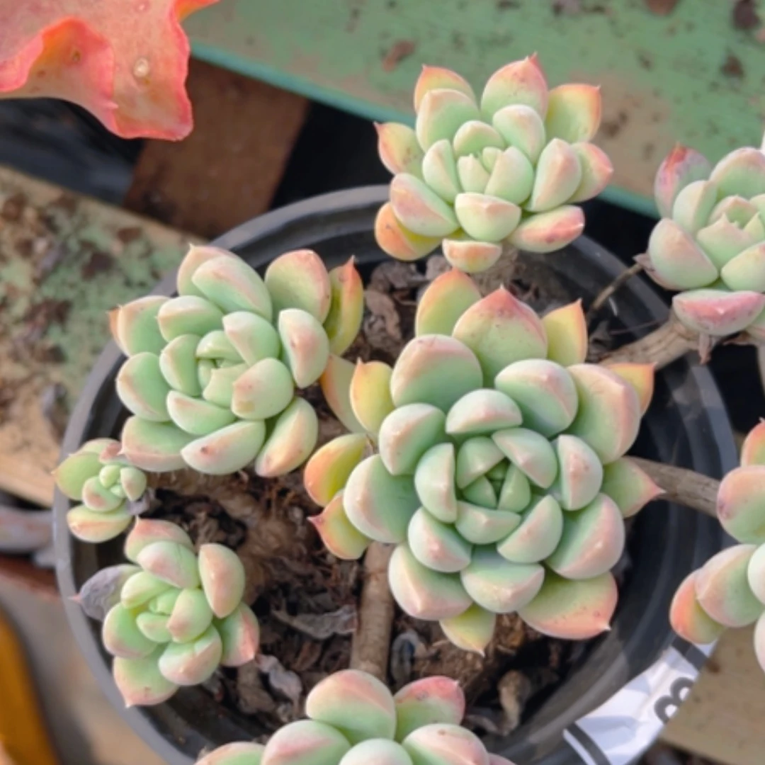 【闪购商品】奶昔美人29103