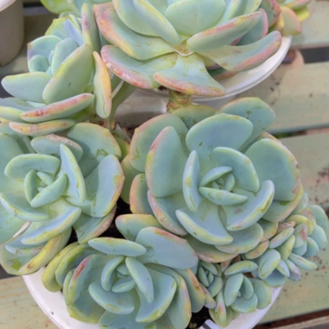 【闪购商品】白月光缀0712