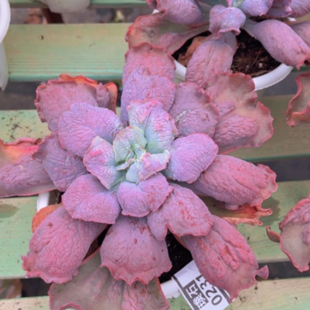 【闪购商品】男爵0231