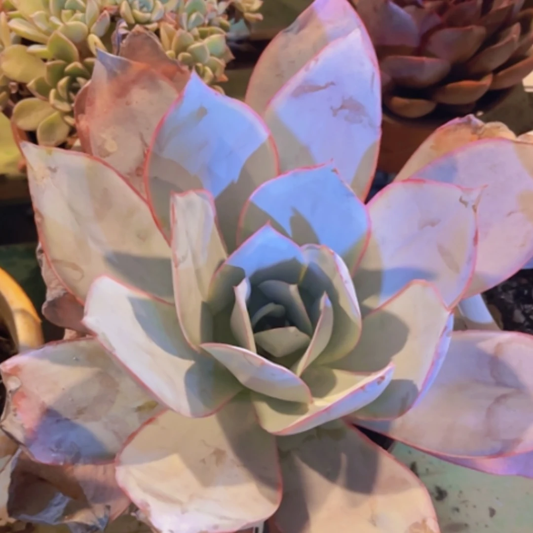 【闪购商品】广寒宫03278