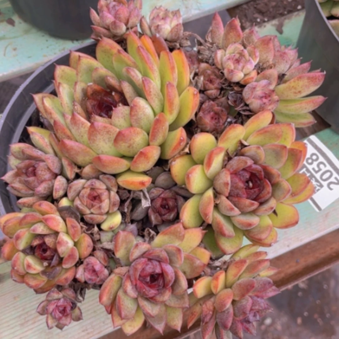 【闪购商品】蓝莓2058