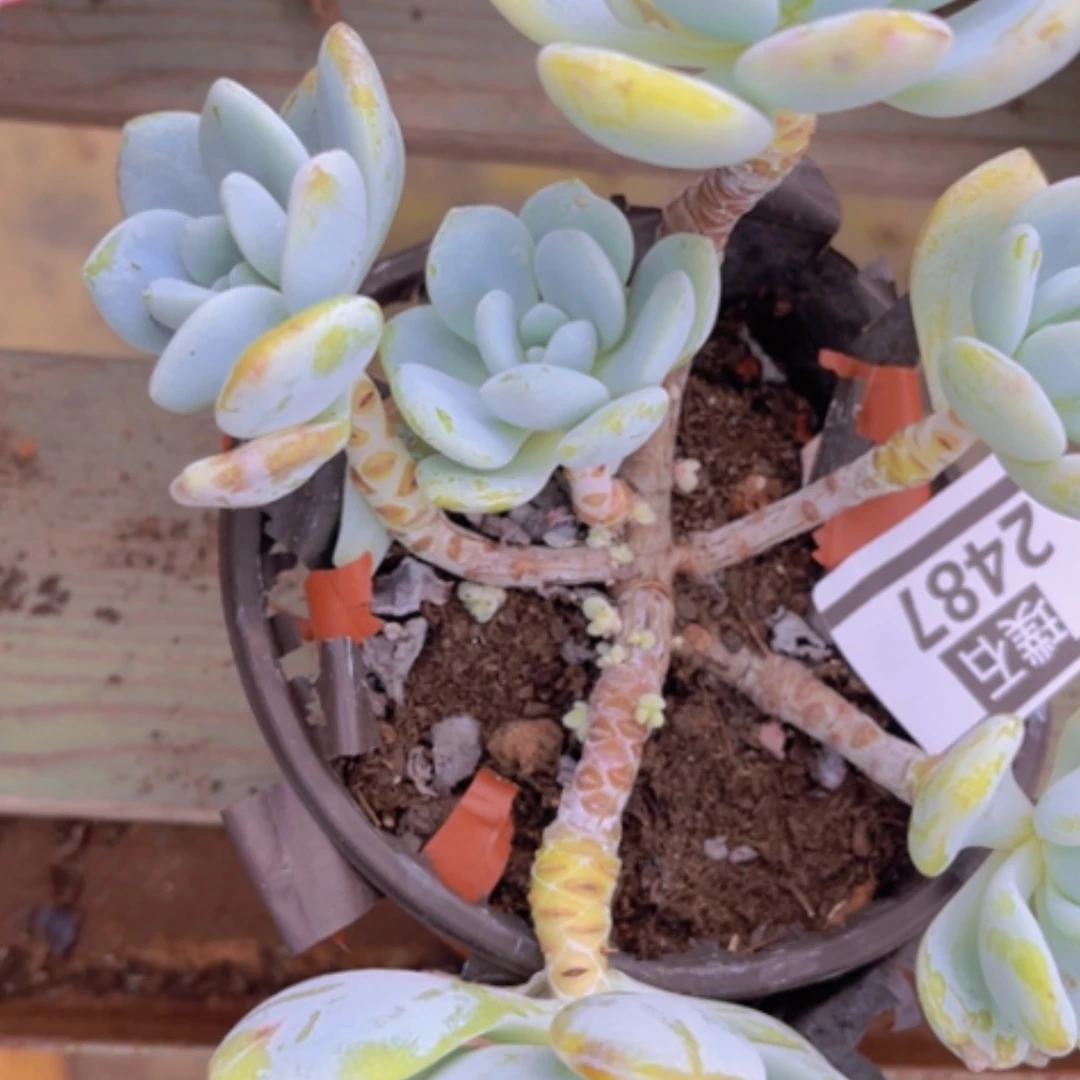 【闪购商品】冷香2487