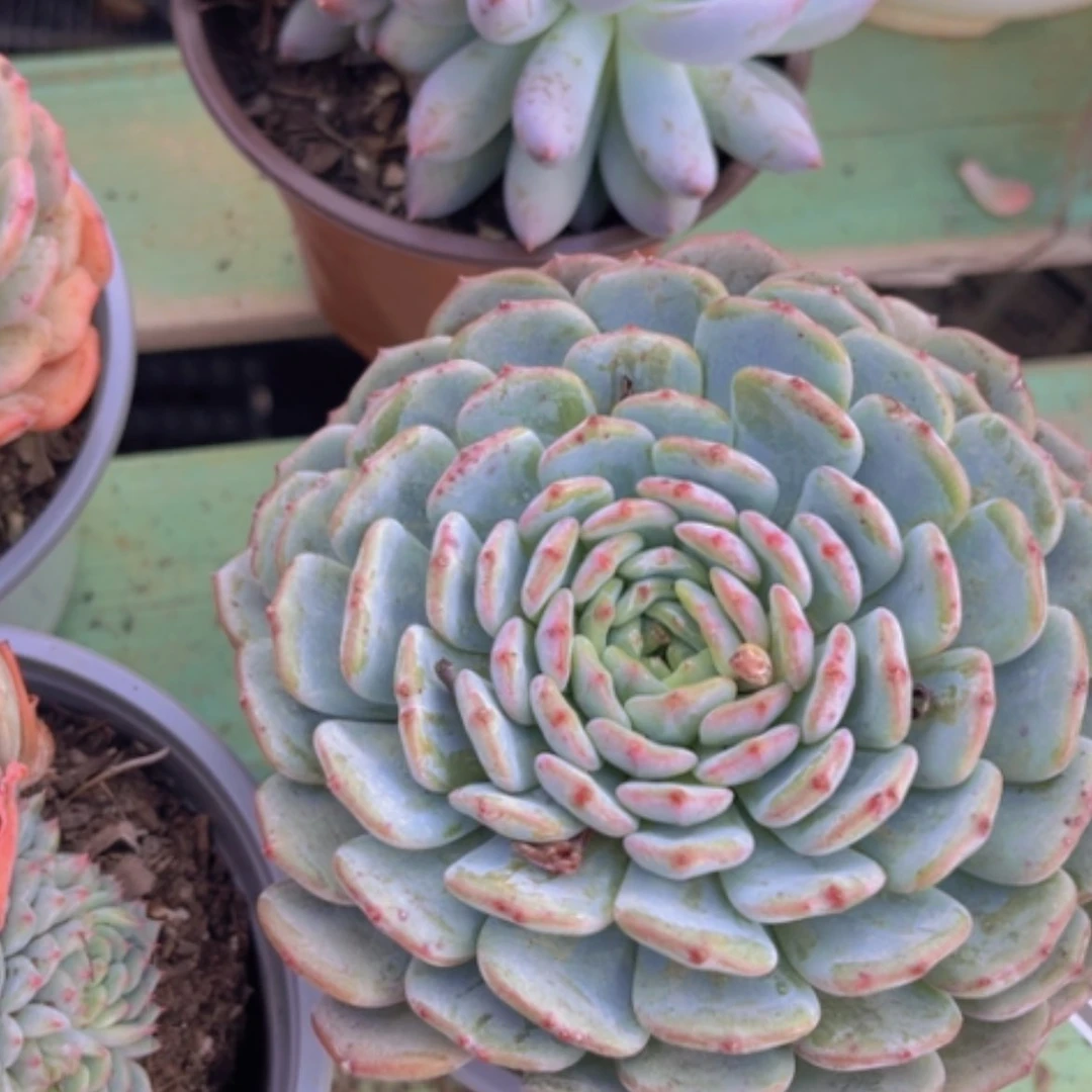 【闪购商品】白胖子17155