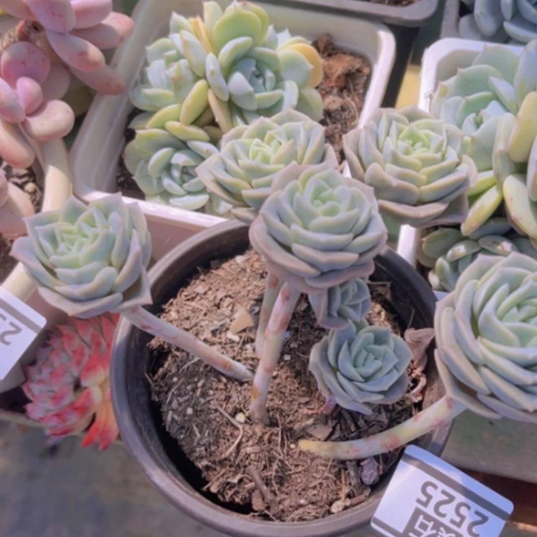 【闪购商品】可爱玫瑰2525