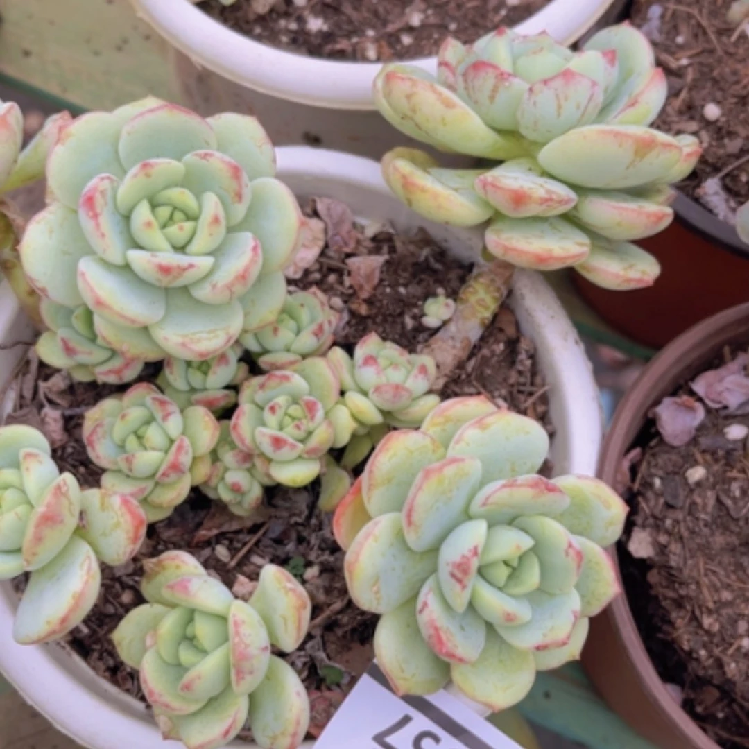 【闪购商品】香草0957