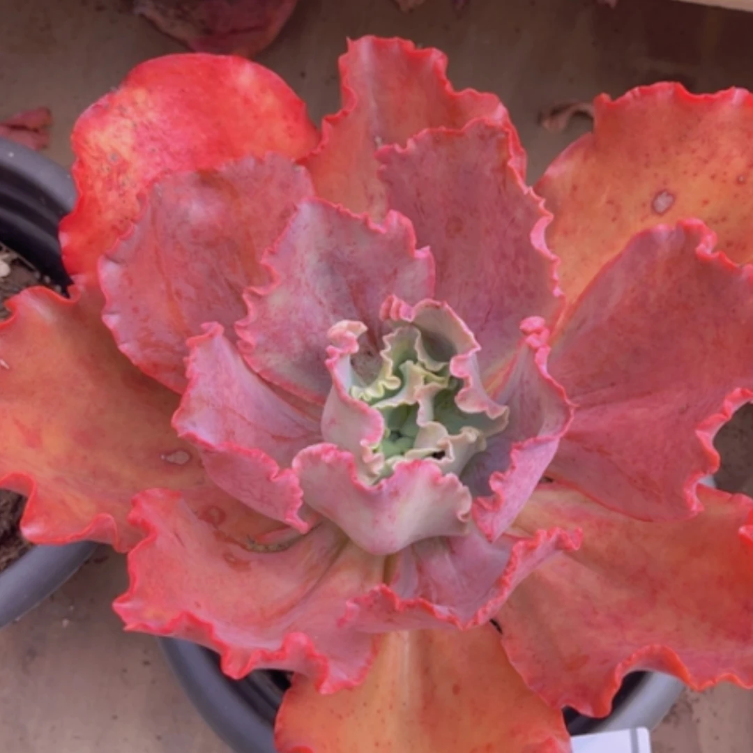 【闪购商品】婚纱2852