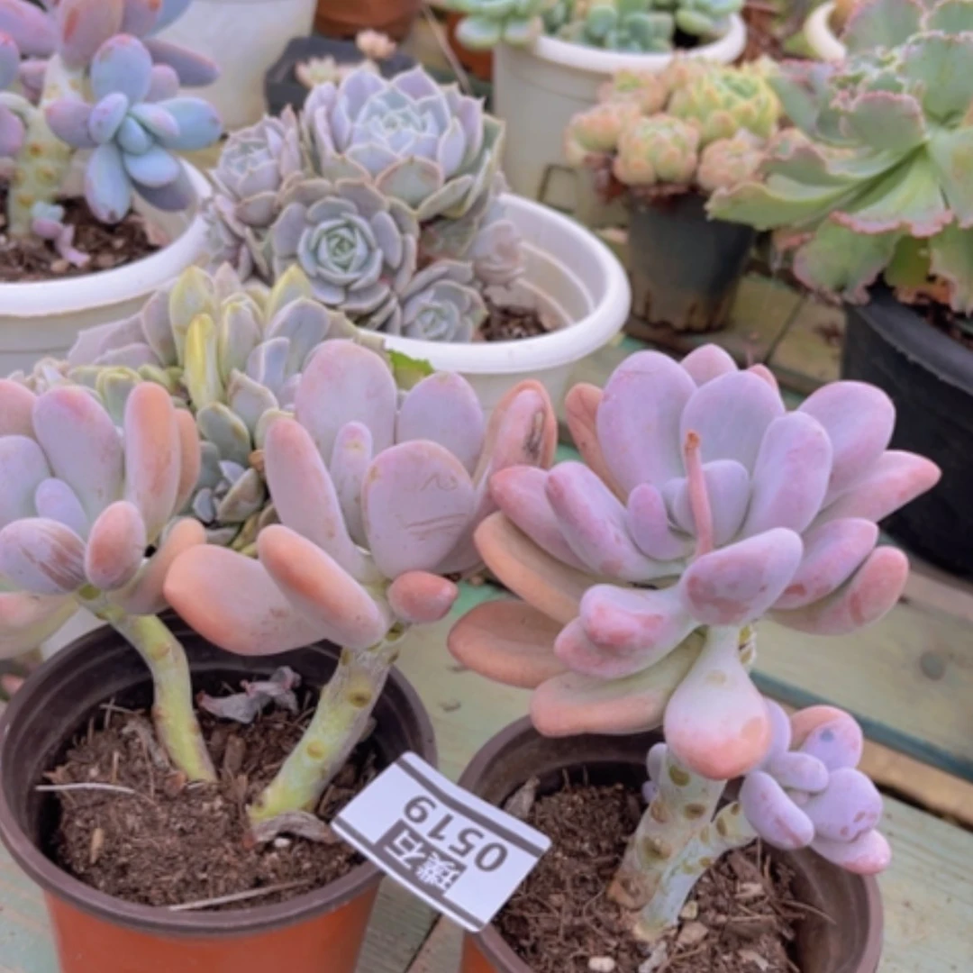 【闪购商品】程雪球0519