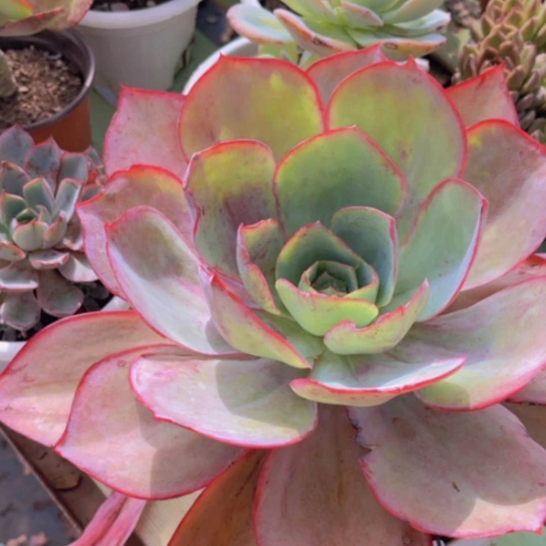 【闪购商品】肯尼迪27187