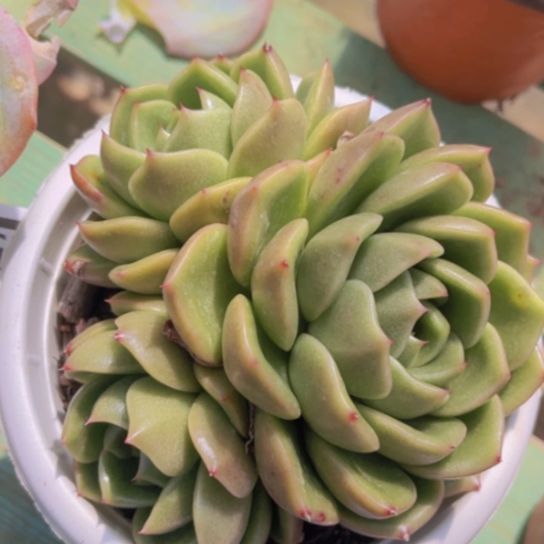 【闪购商品】白玫瑰2558