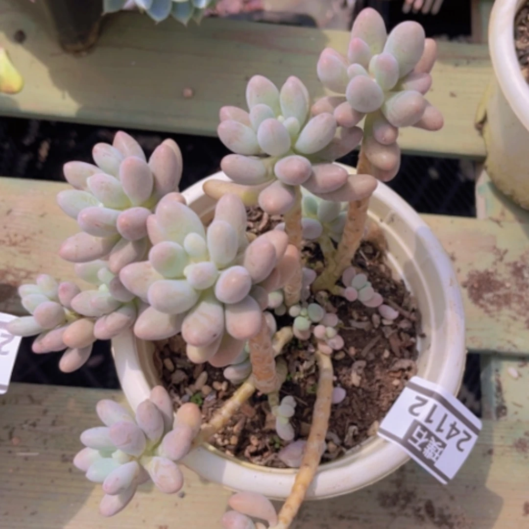 【闪购商品】粉色恋人24112