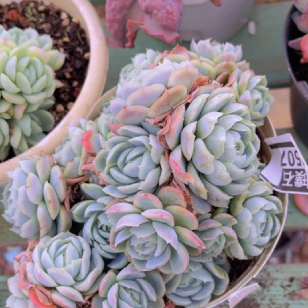 【闪购商品】西娜杂0507