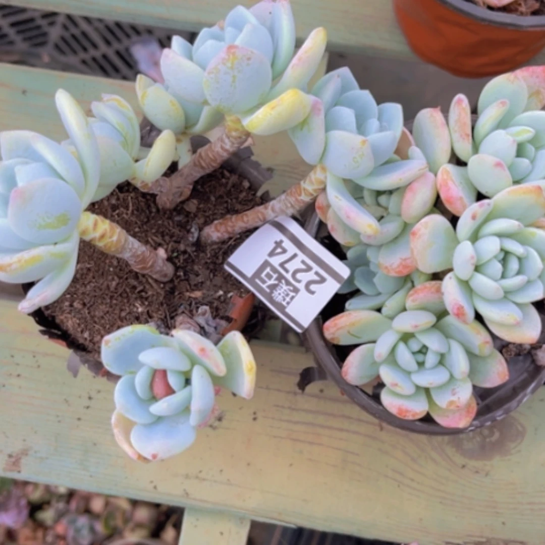 【闪购商品】冷香2274