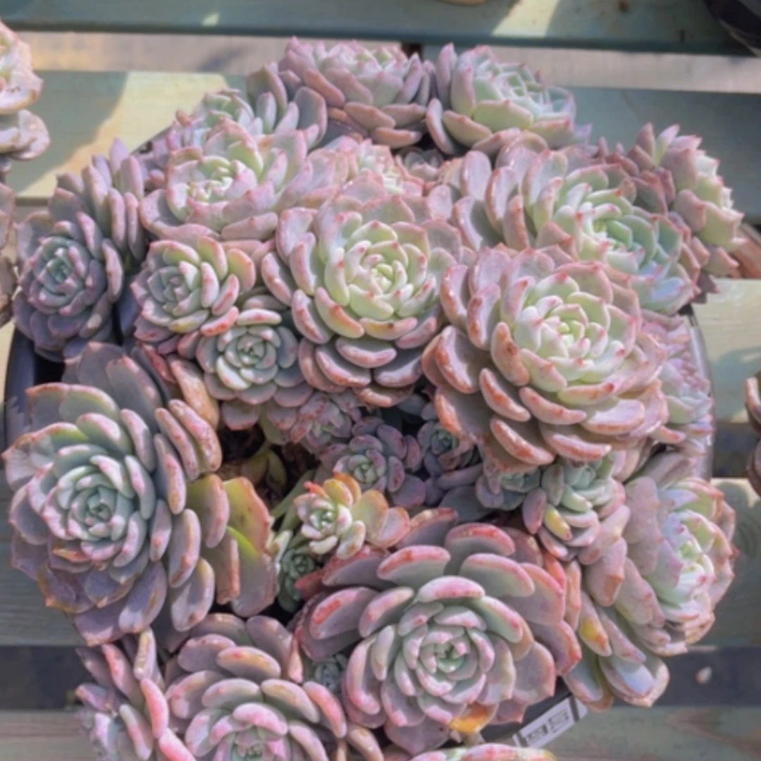 【闪购商品】千山雪1207