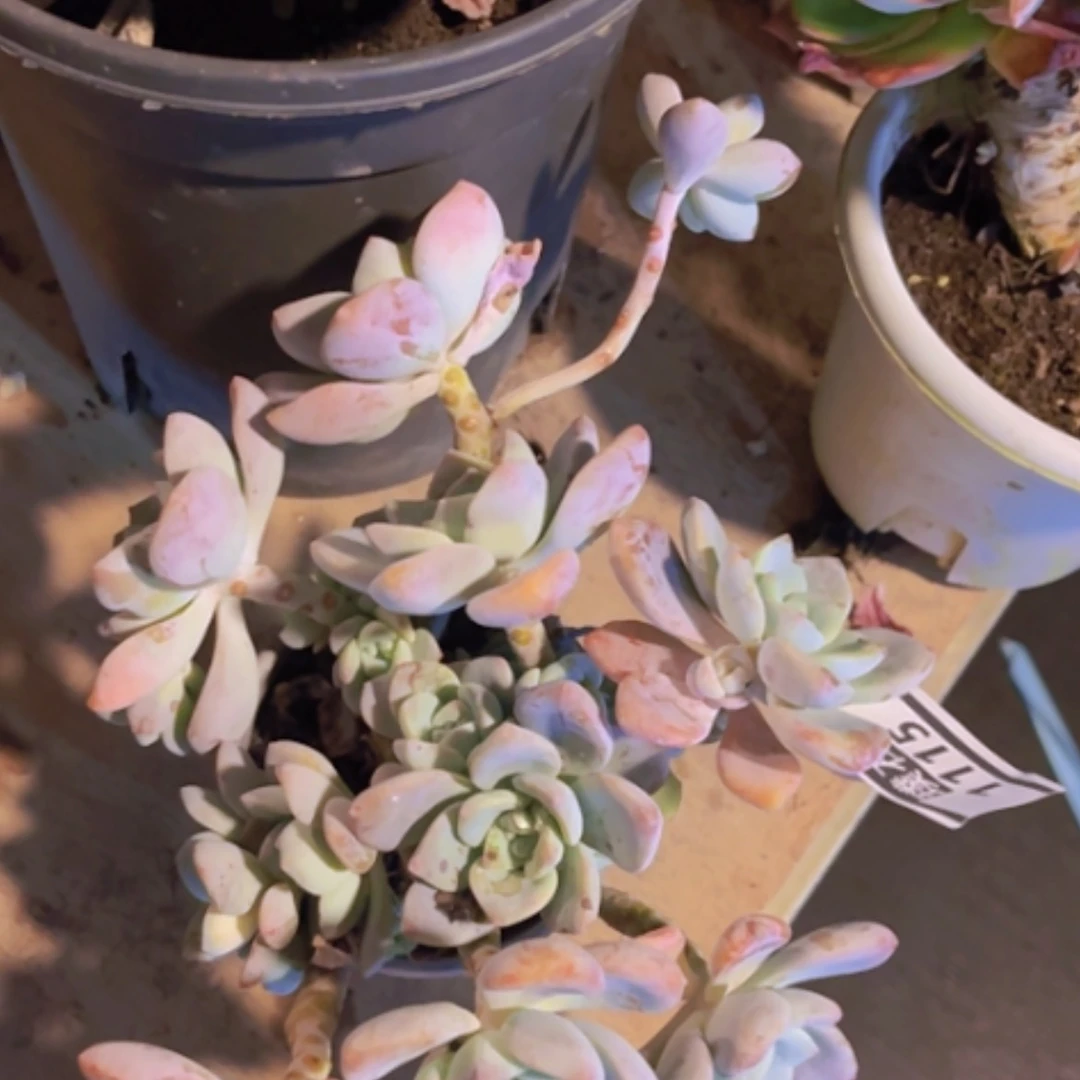 【闪购商品】露凝香1115