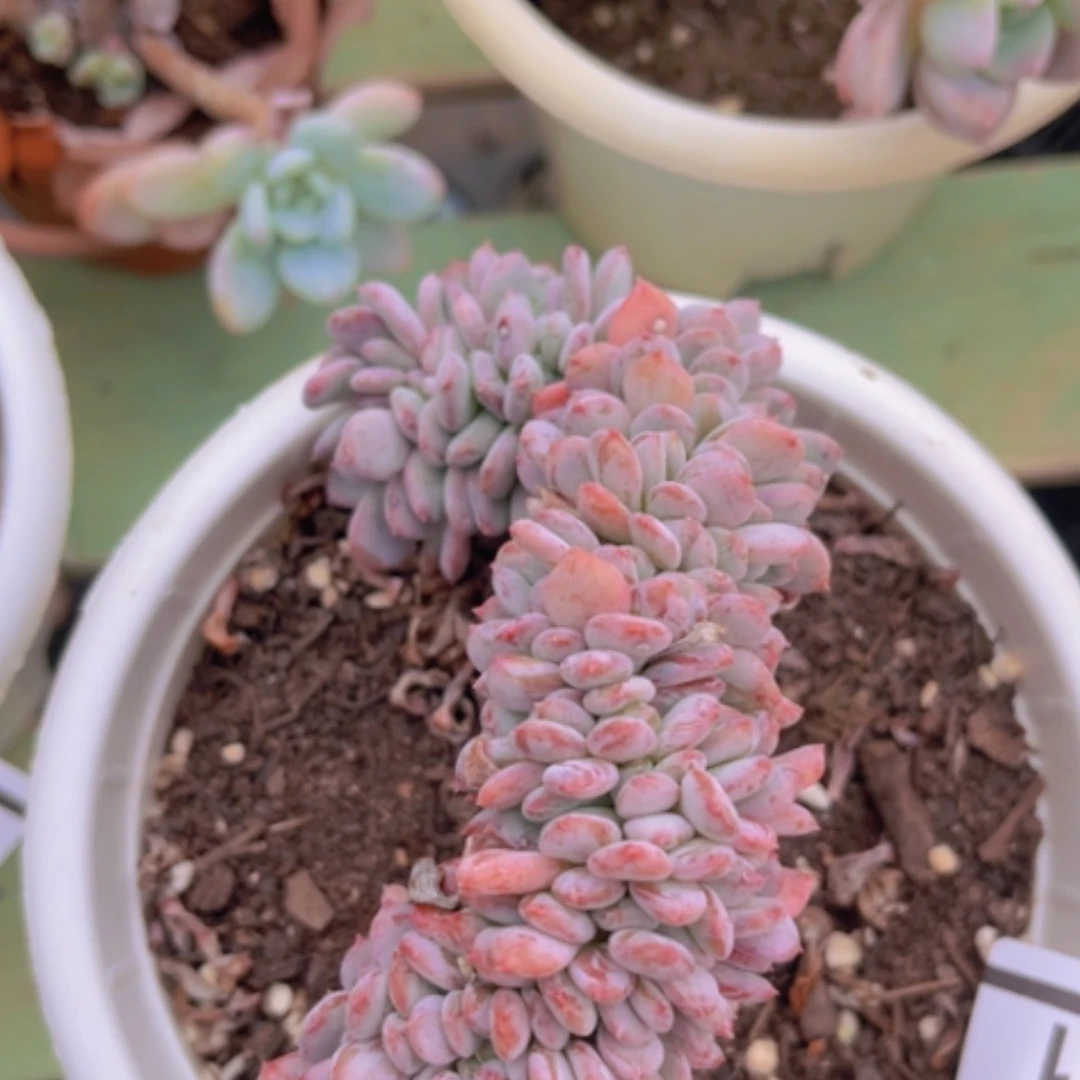 【闪购商品】玛瑙缀多肉0341