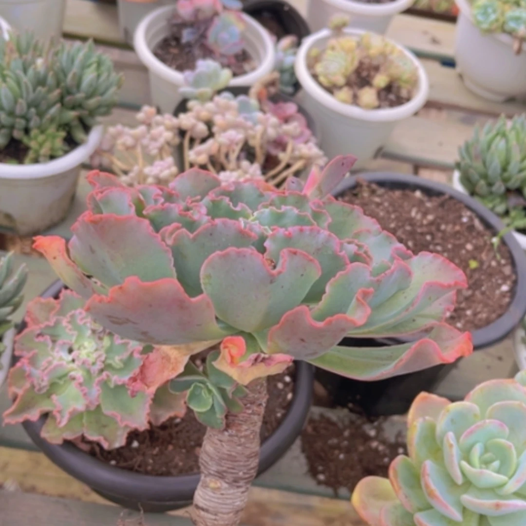 【闪购商品】蓝狐1639