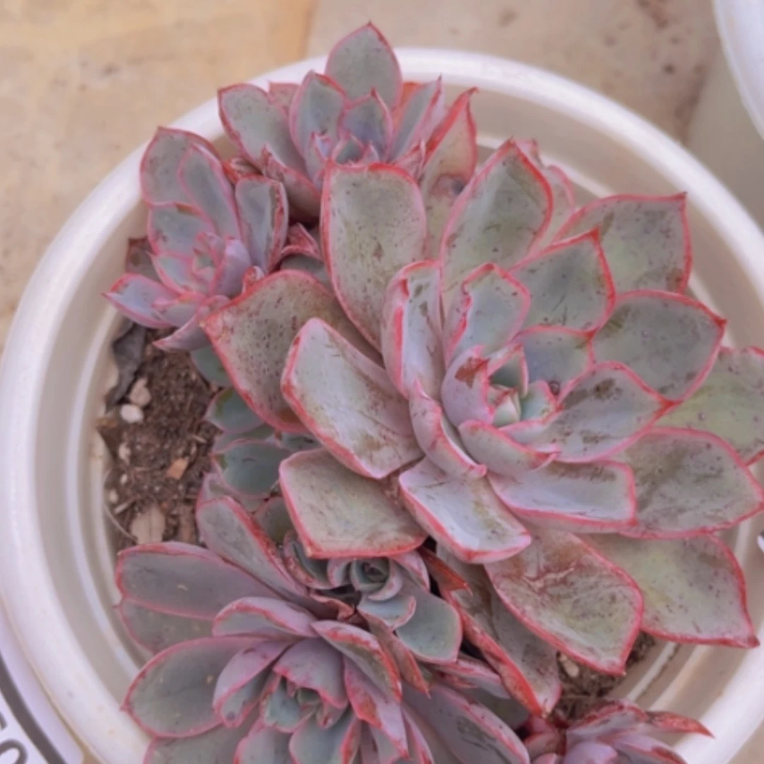 【闪购商品】赫拉0934