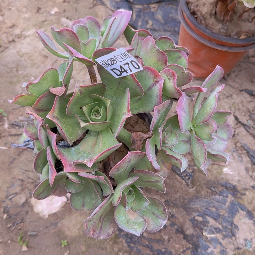 红富士多肉470满28包邮断枝不包