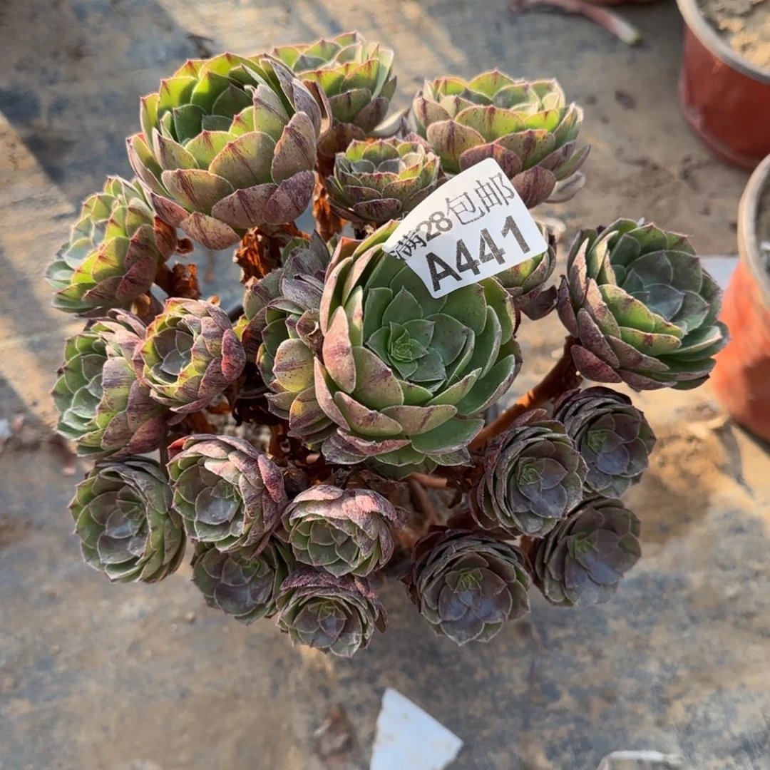 万拉丝多肉441满28包邮断枝不包