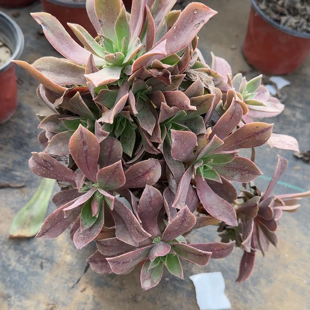 红叶多肉010满28包邮断枝不包