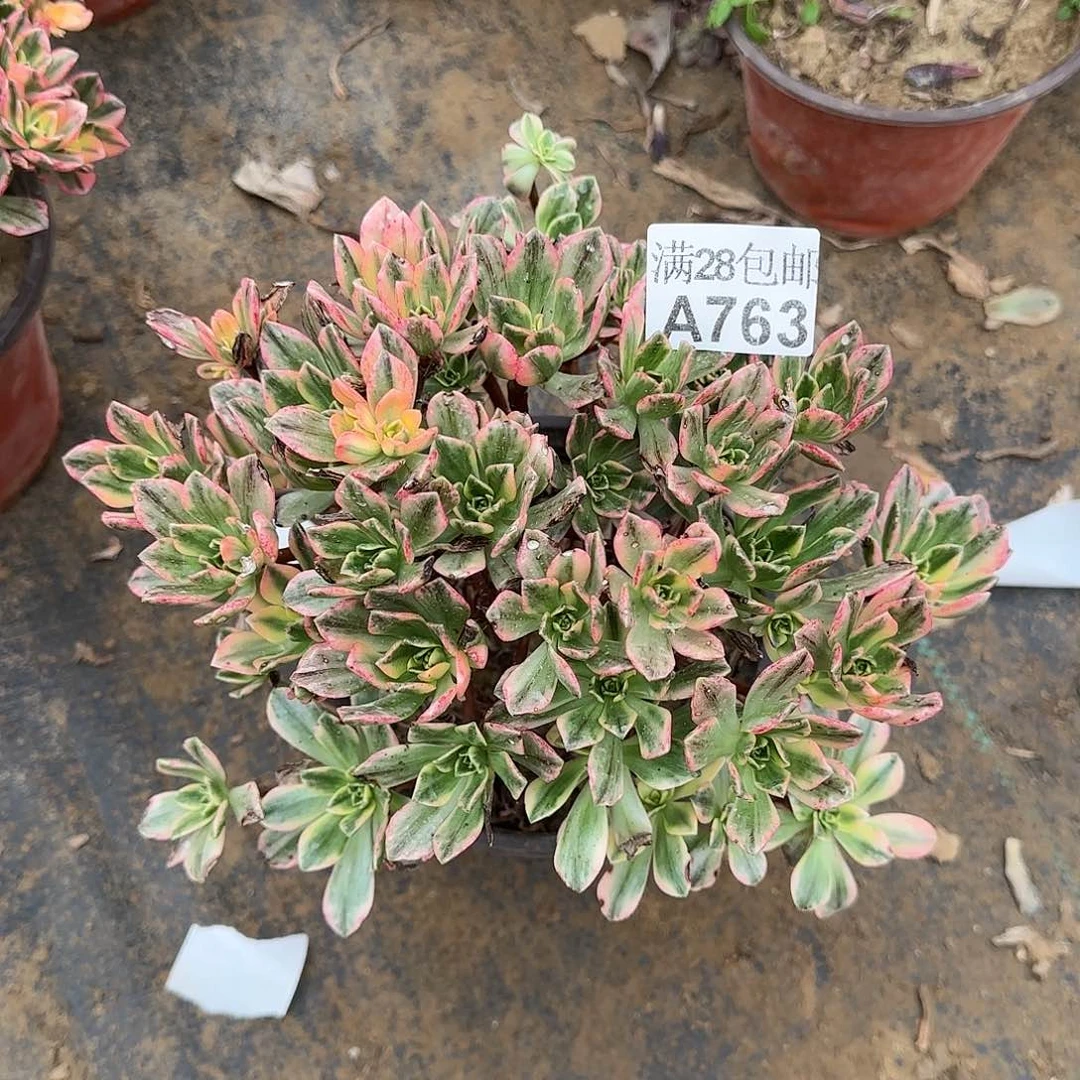 甜茶多肉763满28包邮断枝不包