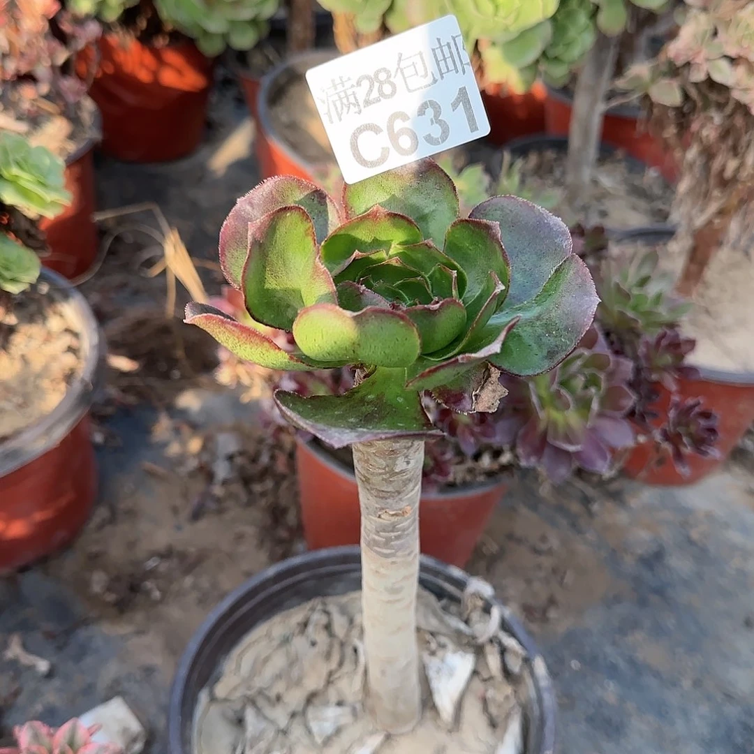 冰武士多肉631满28包邮断枝不包