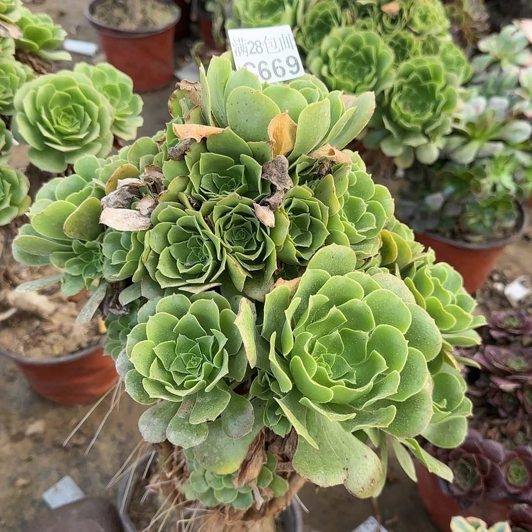 绿羊绒多肉669满28包邮断枝不包