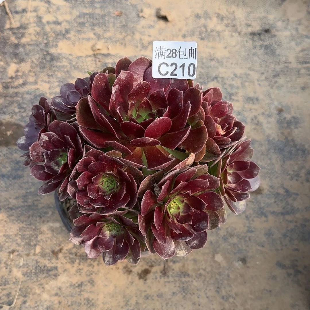 赤焰莲多肉210满28包邮断枝不包