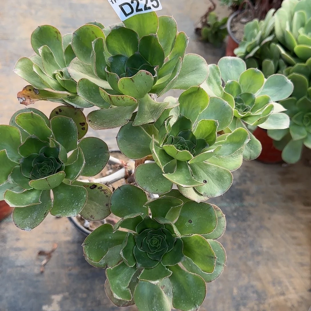 艳姿多肉225满28包邮断枝不包