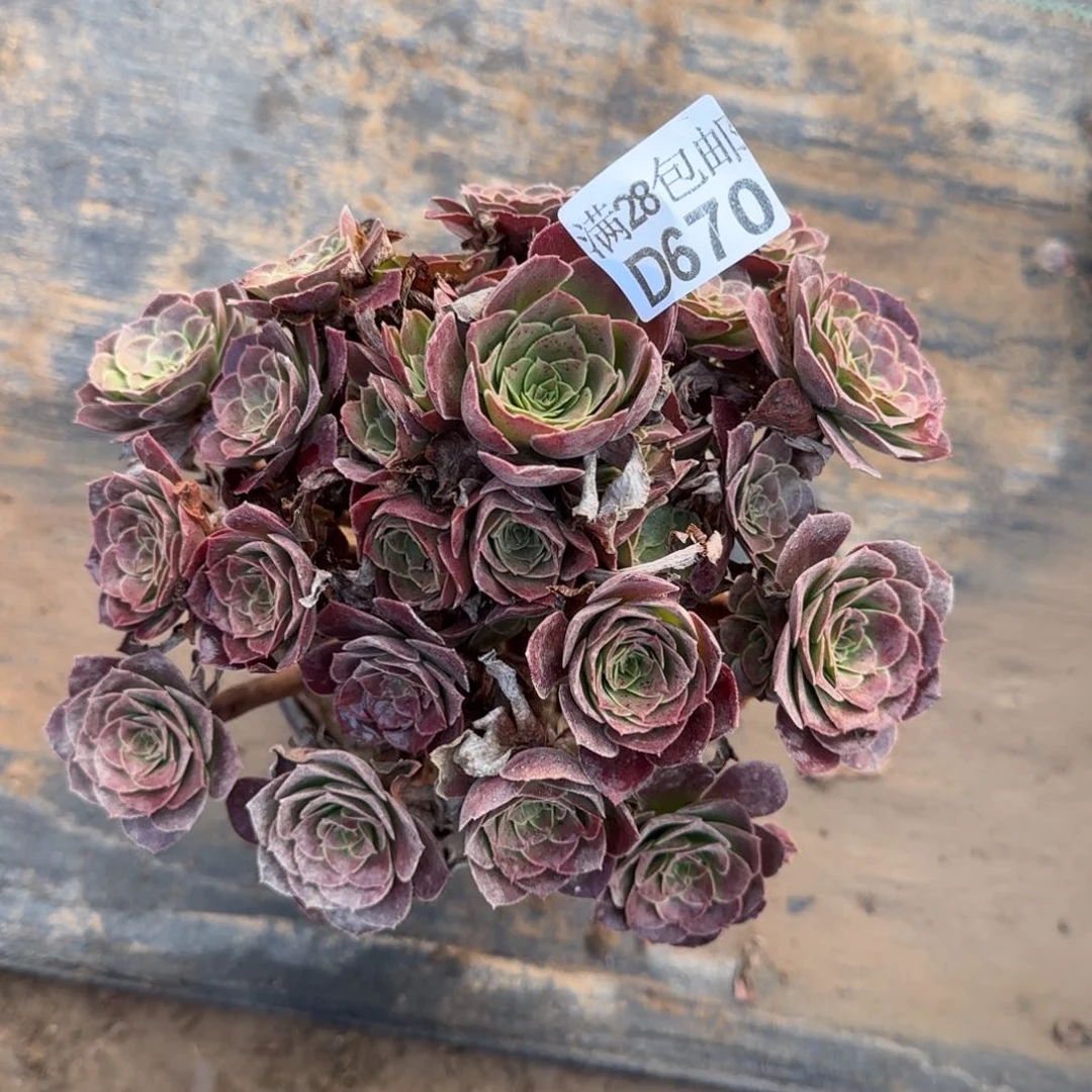 荷兰圆叶多肉670满28包邮断枝不包瑕疵