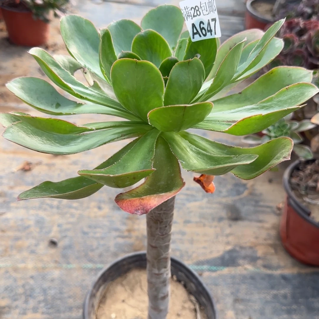 艳姿多肉647满28包邮断枝不包