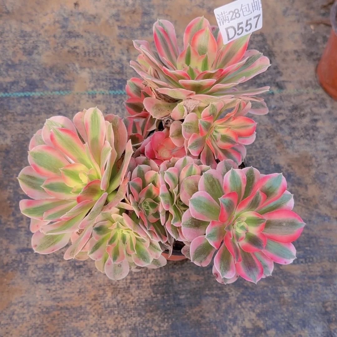 粉女巫多肉557满28包邮断枝不包