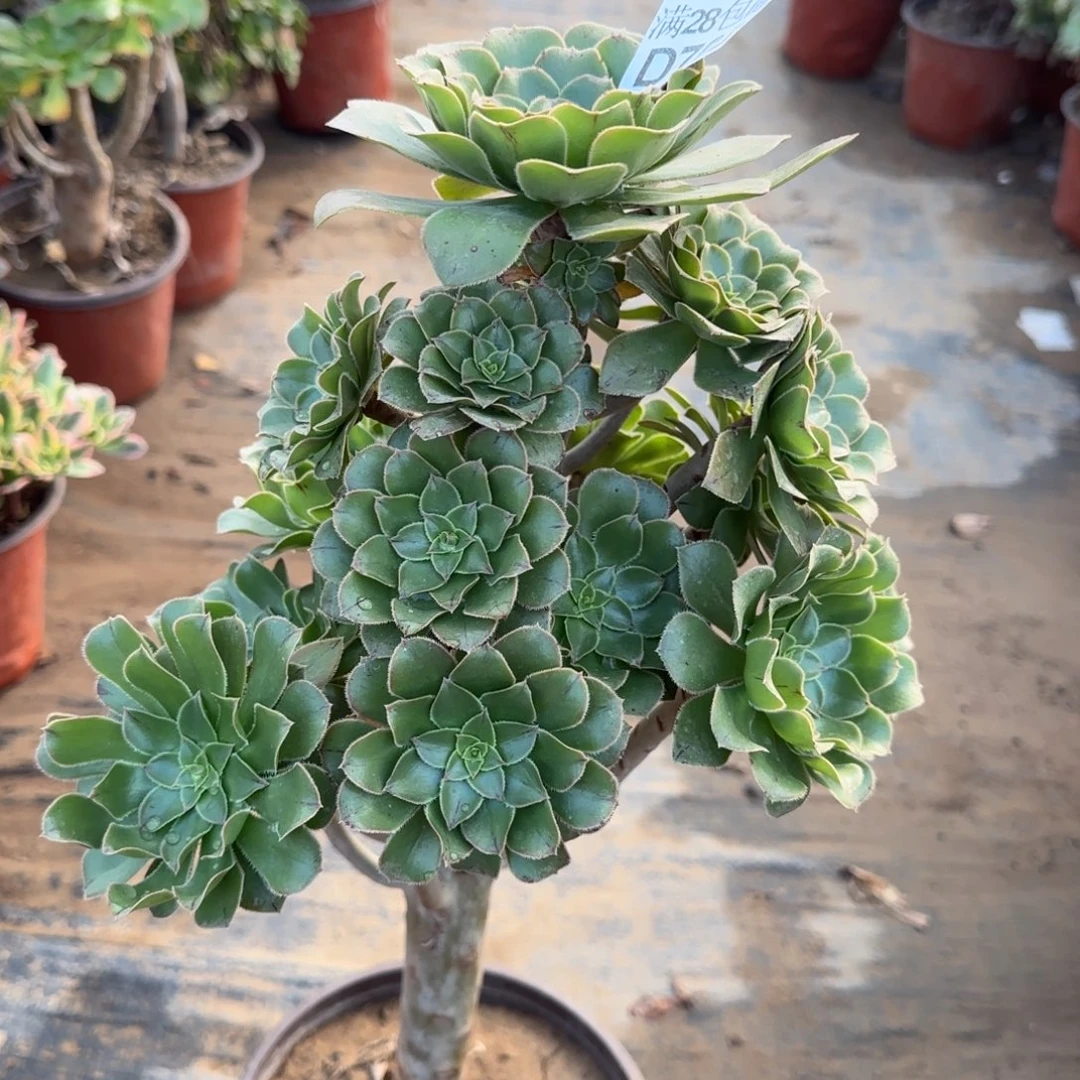 原始绿法师多肉703满28包邮断枝不包