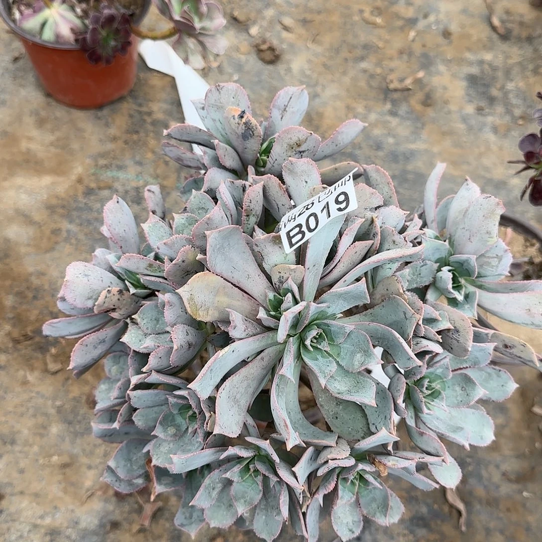 粉仙桃多肉019满28包邮断枝不包