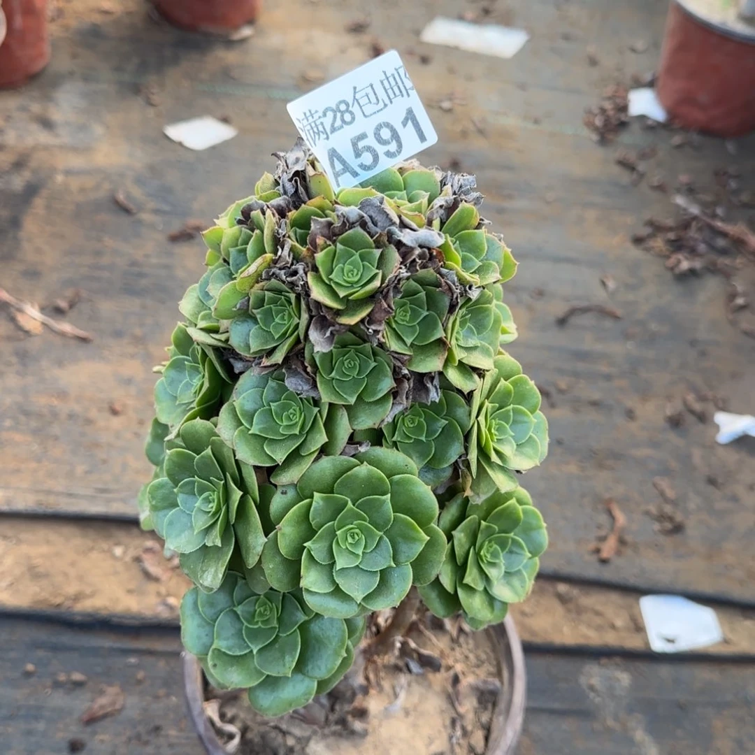 绿羊绒多肉591满28包邮断枝不包