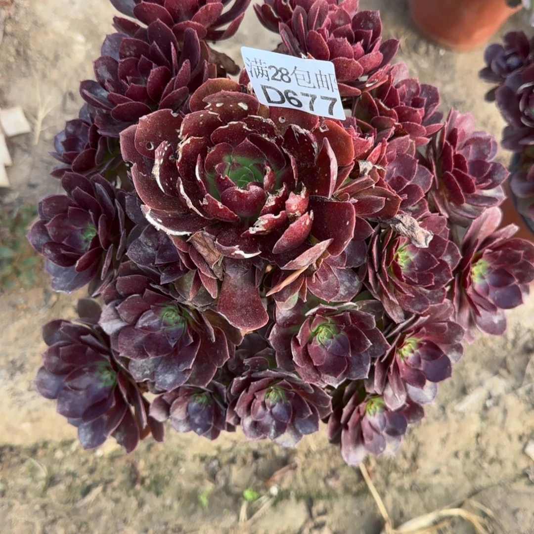 赤焰莲多肉瑕疵677满28包邮断枝不包