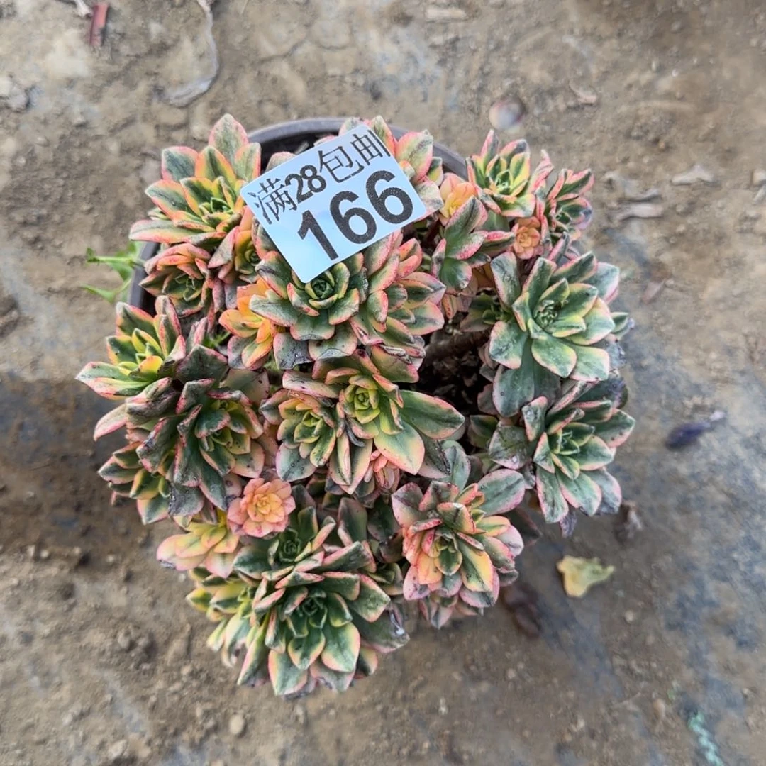 甜茶多肉166满28包邮断枝不包