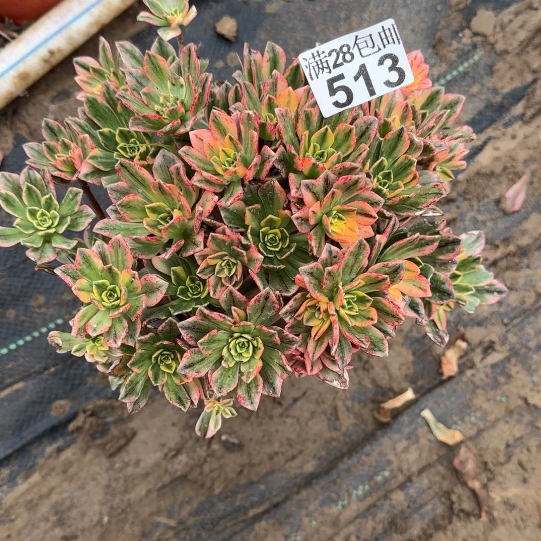 甜茶多肉513满28包邮断枝不包