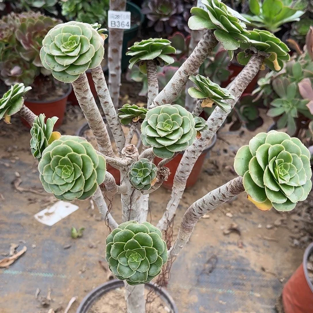 绿豆多肉366满28包邮断枝不包瑕疵