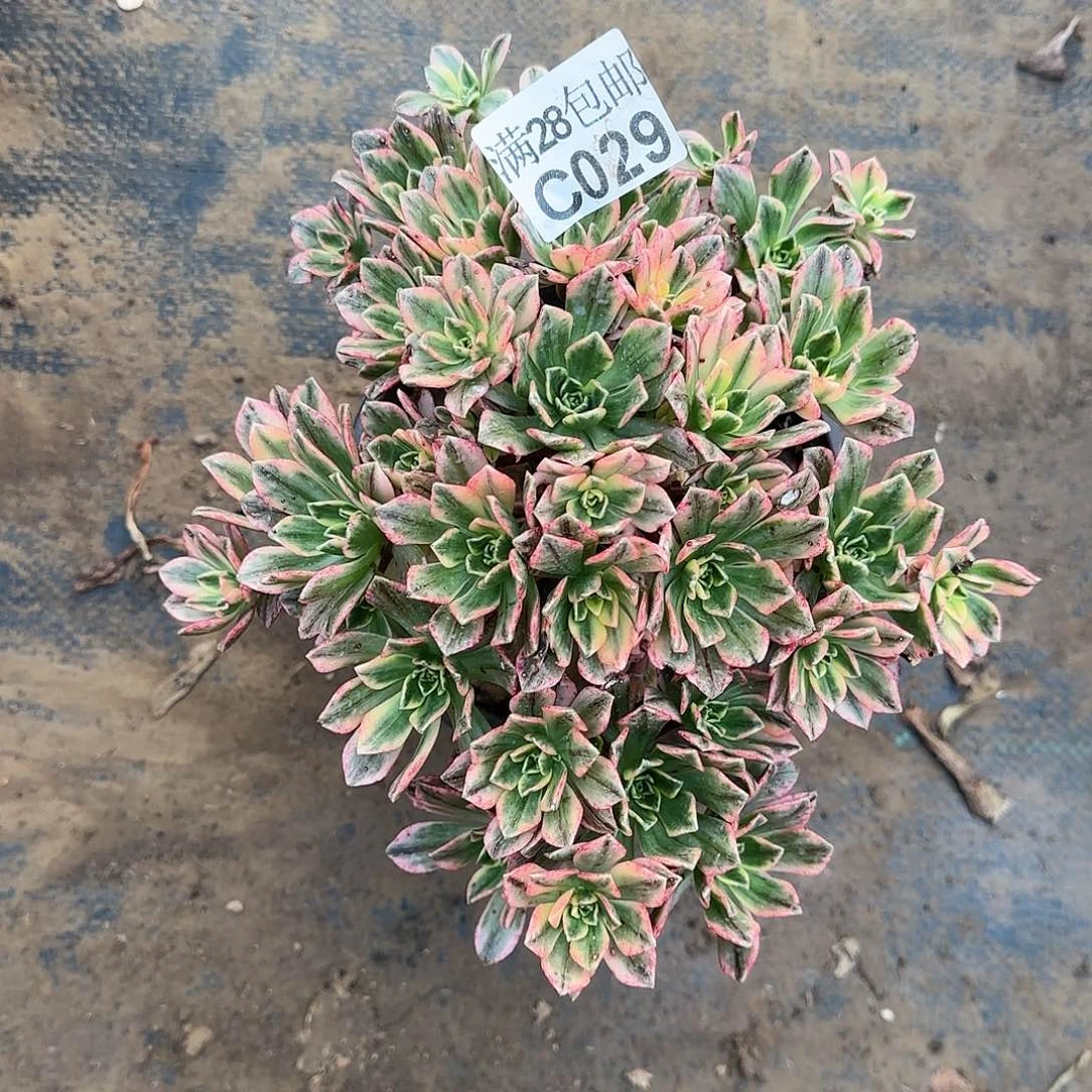 甜茶多肉029满28包邮断枝不包