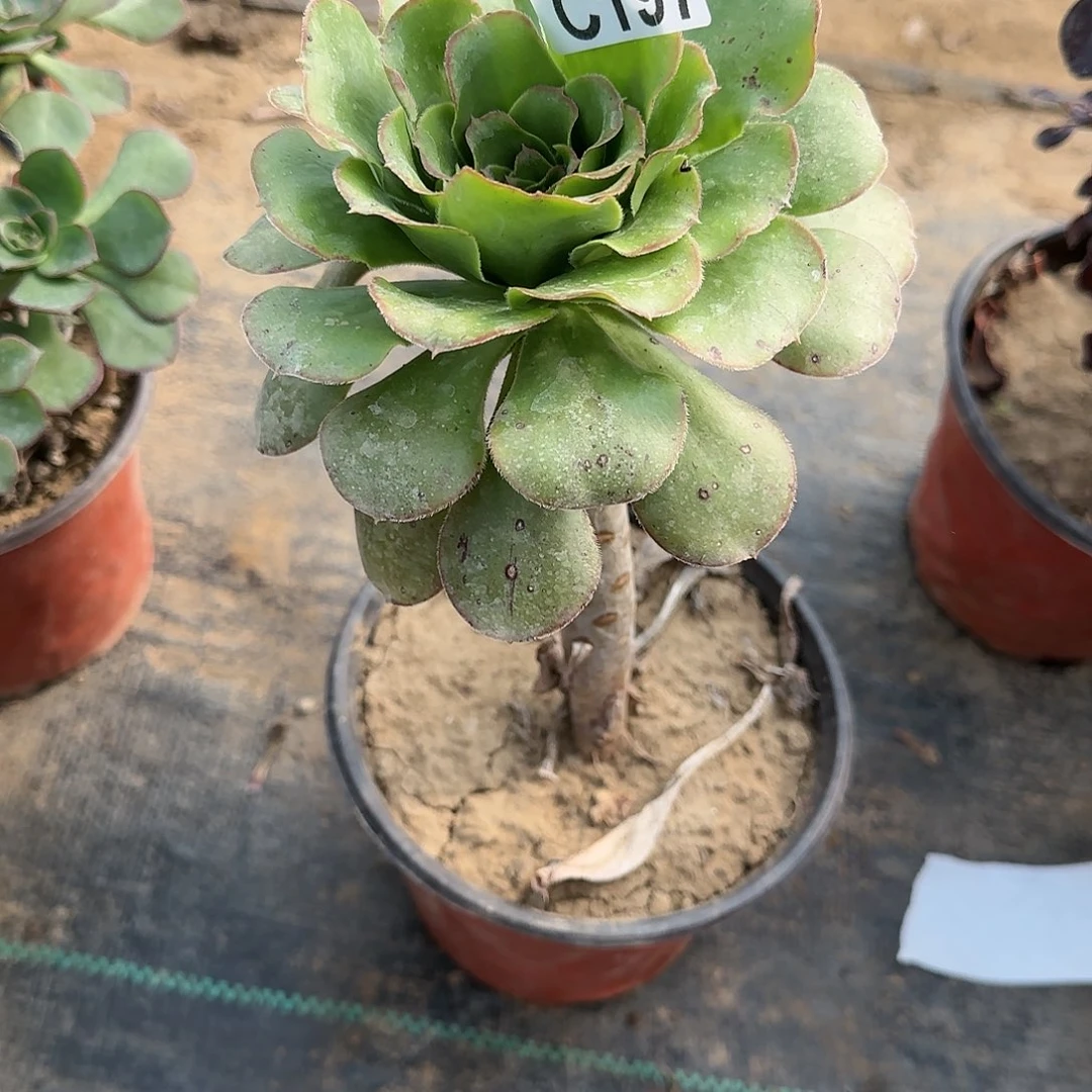 绿玫瑰多肉197满28包邮断枝不包