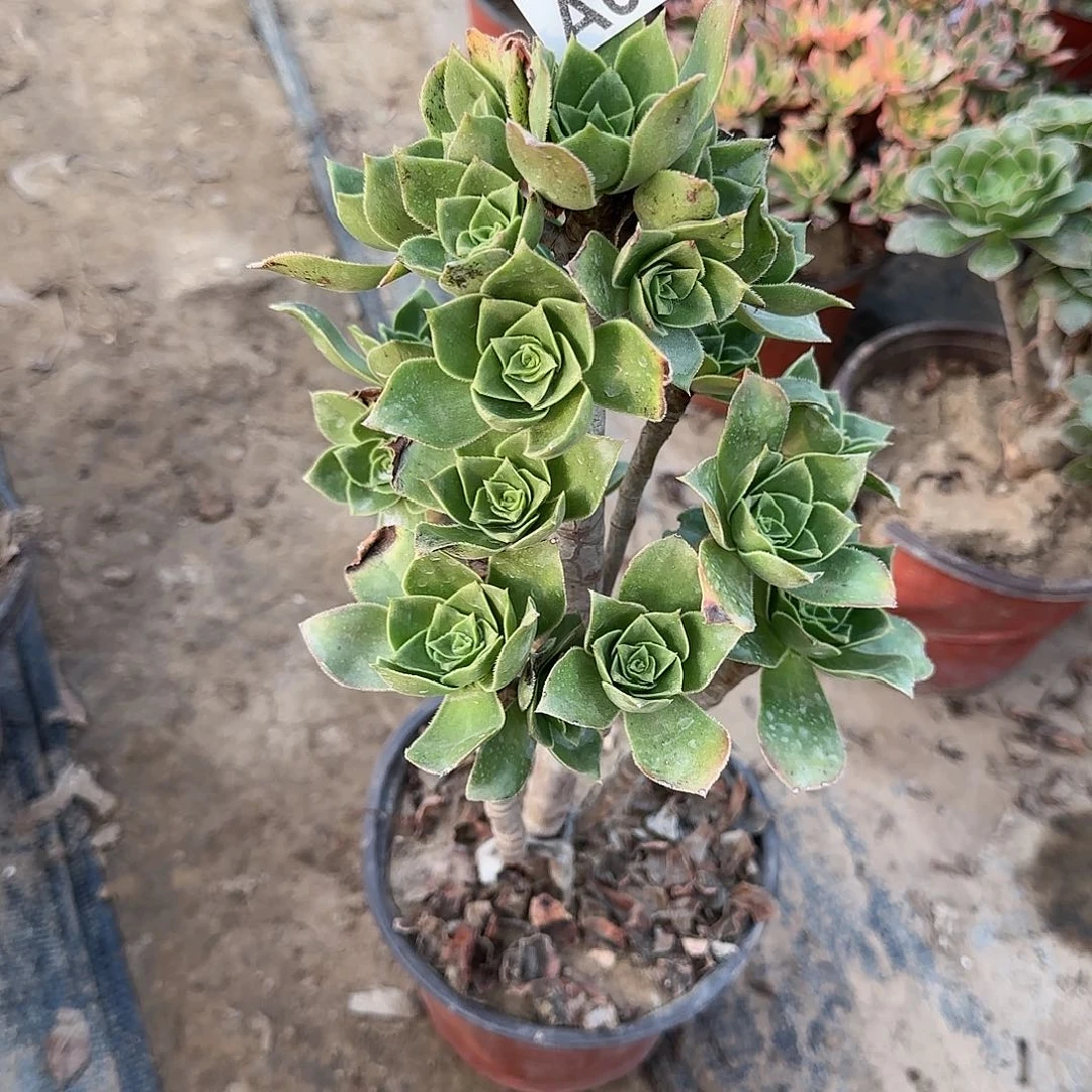 香腹多肉684满28包邮断枝不包