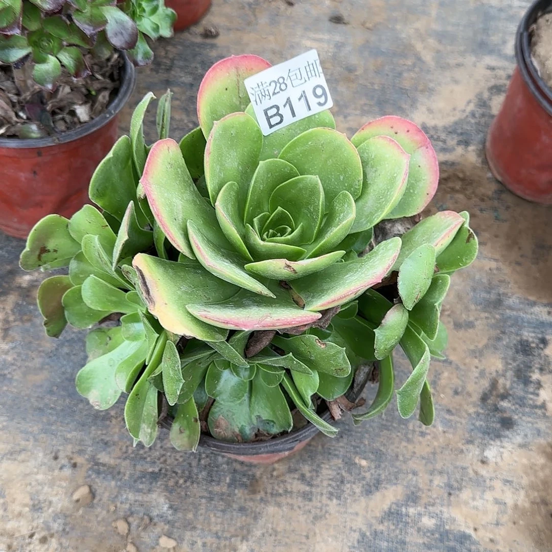 玉龙观音多肉119满28包邮断枝不包