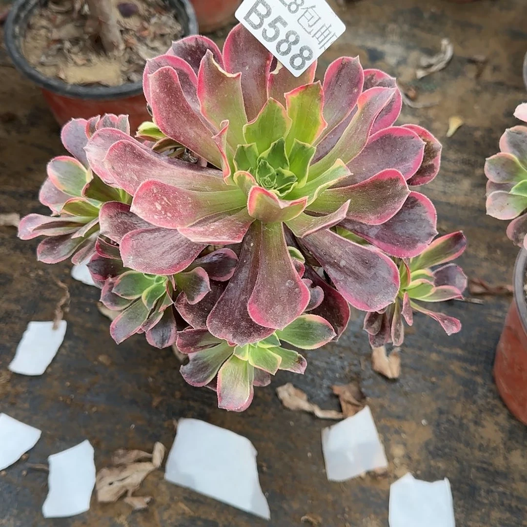 金丝多肉588满28包邮断枝不包