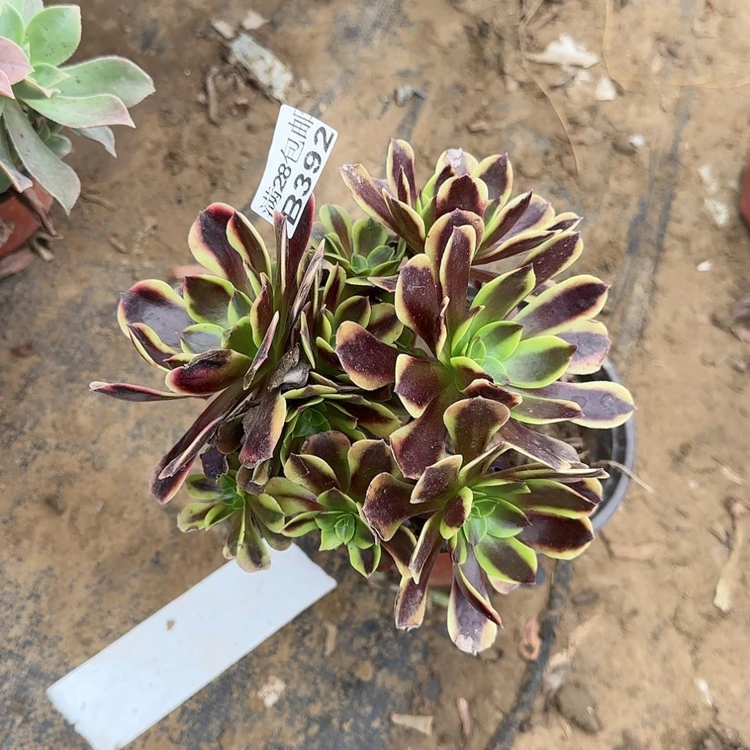 欧佳丽多肉392满28包邮断枝不包