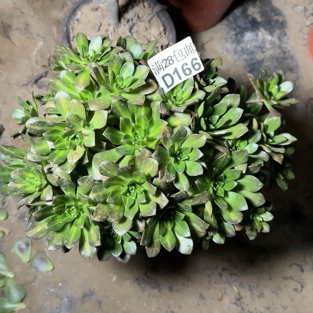 花茶多肉166满28包邮断枝不包