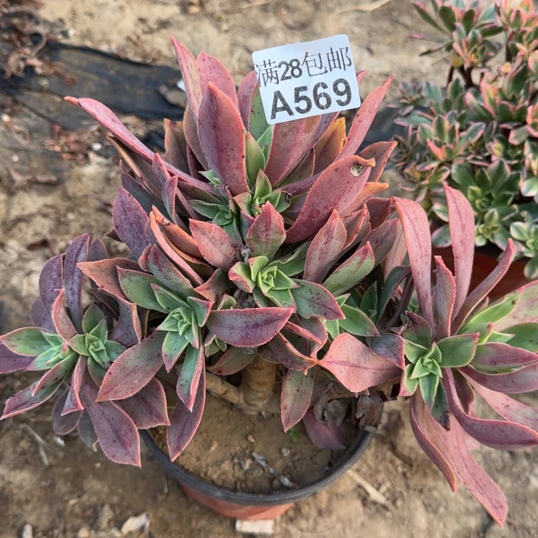 红叶多肉569满28包邮断枝不包