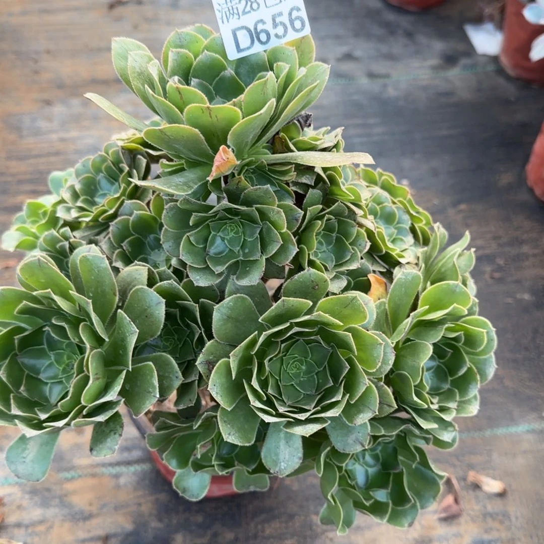 原始绿法师多肉656满28包邮断枝不包