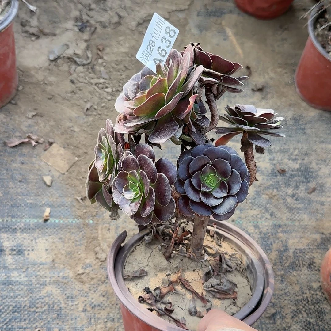 梅花博迪多肉638满28包邮断枝不包瑕疵