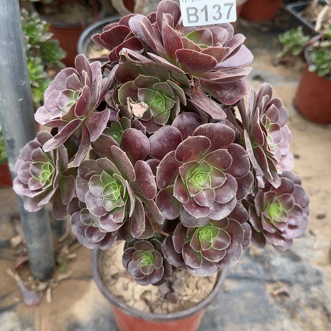 梅花博迪多肉137满28包邮断枝不包